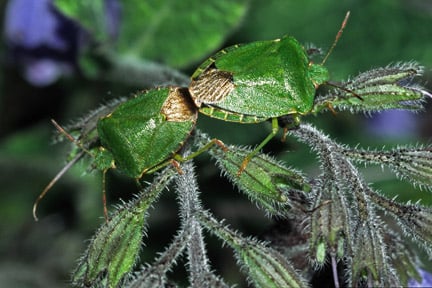 Common green shieldbug (<i>Palomena prasina</i>). Credit: 911±¬ÁÏ/Entomology.
