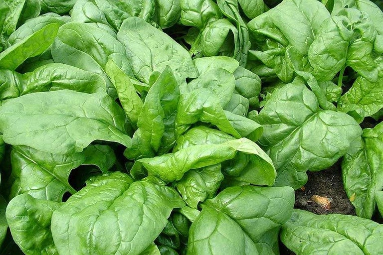 Buy spinach at RHSplants.co.uk