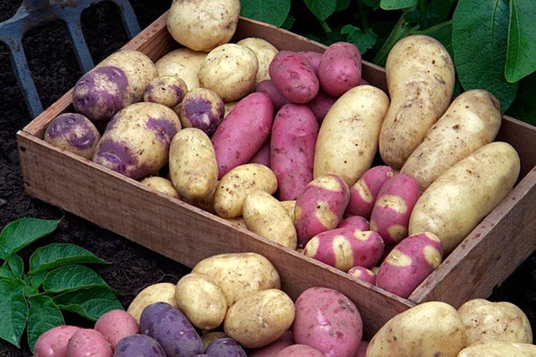 Buy potatoes at RHSplants.co.uk