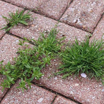 Weeds on hard surfaces