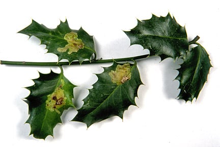 Holly leaf miner (<i>Phytomyza ilicis</i>) on Holly (<i>Ilex aquifolium</i>). Credit: 911±¬ÁÏ/Entomology.