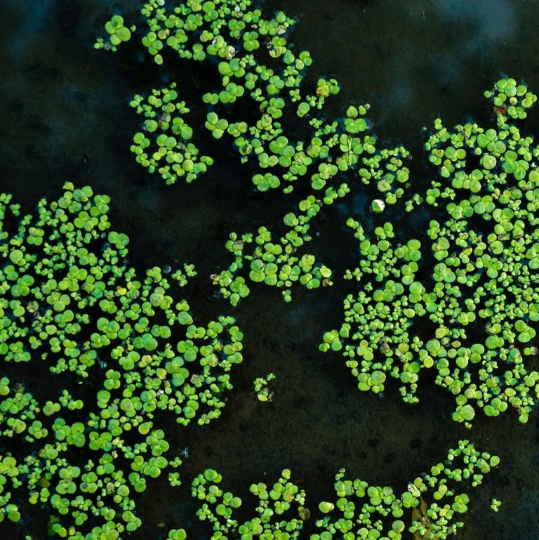 Duckweed