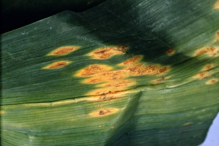 Leek rust