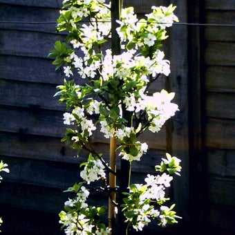 Plums: growing and training as cordons