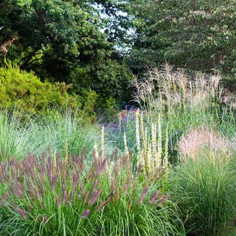 Ornamental grasses: selection