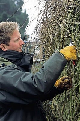 Clematis can out-grow their space, but are possible to renovate with pruning. Credit: 911/Tim Sandall.