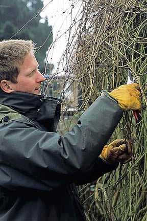 Climbers: renovating overgrown plants