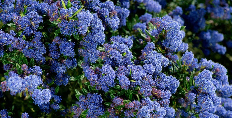 Ceanothus