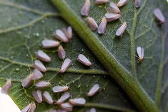 Glasshouse whitefly