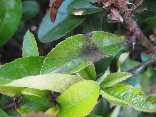 Pyracantha scab causing dark leaf blotches. Image: John Scrace