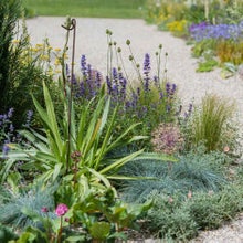 With careful plant choice it is possible to produce beautiful gardens even on dry soils