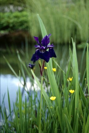 Choosing pond plants