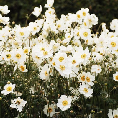 White flowers such Anemone brighten up shade