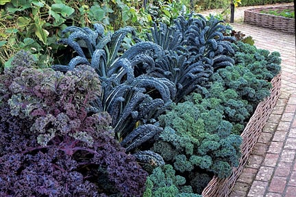 Vegetable plot