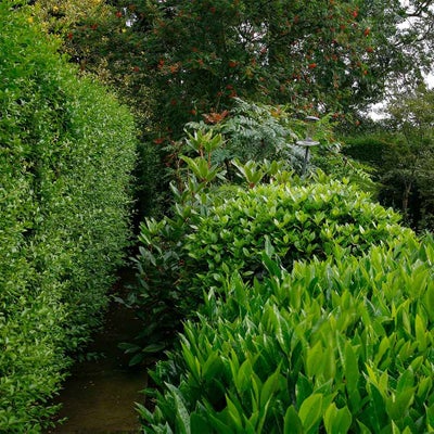 Evergreen shrubs 911/Neil Hepworth