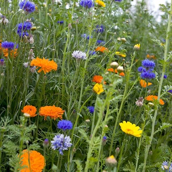 How to sow seeds outdoors