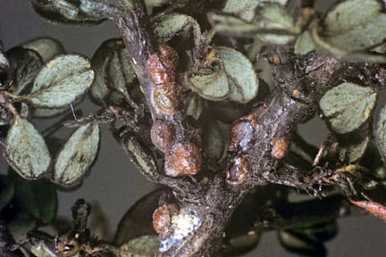 Brown scale on <i>Cotoneaster</i>. Credit: 911±¬ÁÏ/Science.