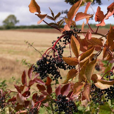 <i>Sambucus nigra</i> Elderberry 911 / Simon Garbutt