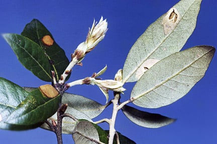 Holm oak leaf miner (<i>Phyllonorycter messaniella</i>) on Holm oak (<i>Quercus ilex</i>). Credit: 911±¬ÁÏ/Entomology.