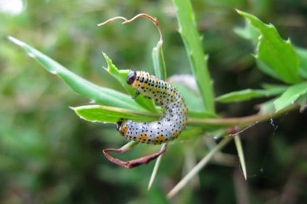 Berberis sawfly larva