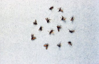 Fungus gnats (sciarid flies)