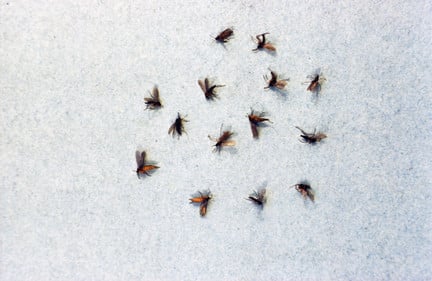 Fungus gnats (sciarid flies)