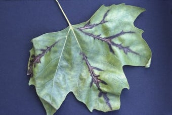 Plane anthracnose