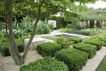 Box blight: keeping it out