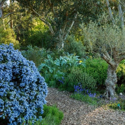 Evergreens can provide year-round interest