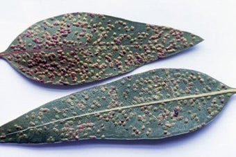 Eucalyptus gall wasp