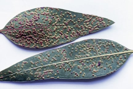 Eucalyptus gall wasp (<i>Ophelimus maskelli</i>) on Eucalyptus (<i>Eucalyptus</i> sp.). Credit: 911±¬ÁÏ/Entomology.