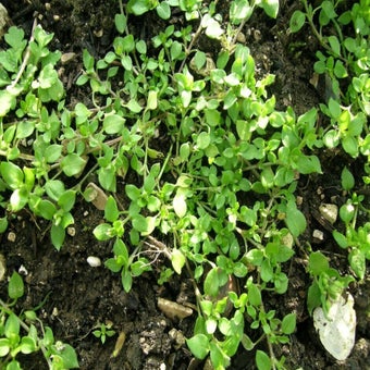 Chickweed