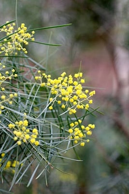 Acacia boormanii