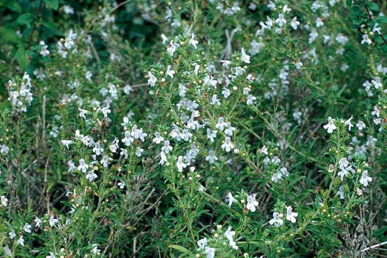 Buy savory at RHSplants.co.uk