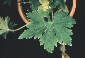 Delphinium black blotch