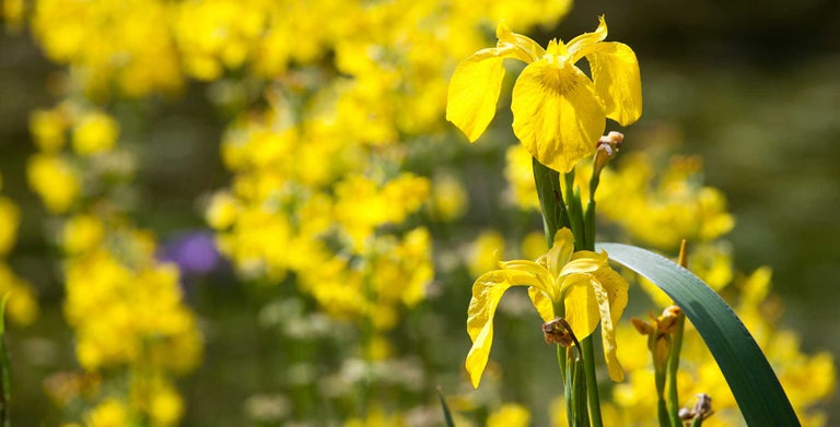 Irises for wet or moist soil