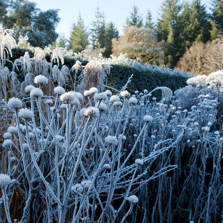 Cold climate: plants for