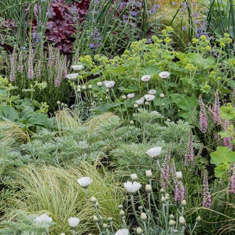 Drought-resistant plants