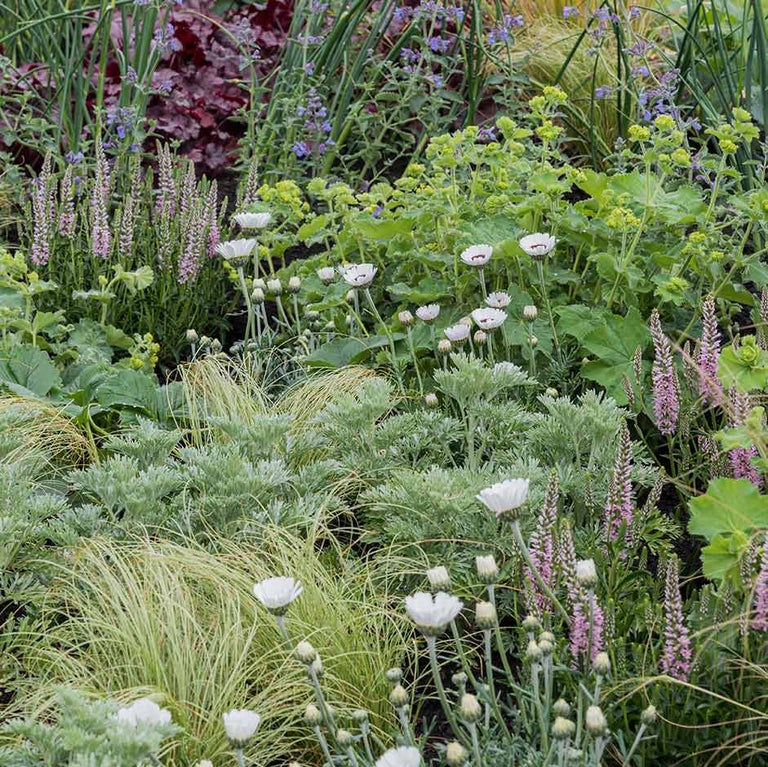 Drought-resistant plants