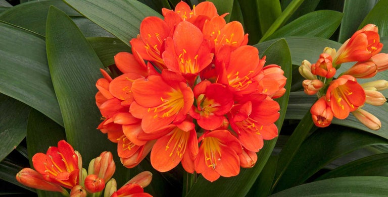Clivia