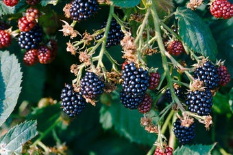 How to grow blackberries and hybrid berries