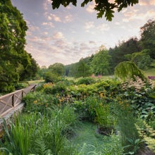 911 Garden Rosemoor, bog garden