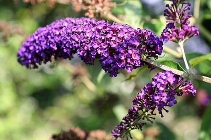 Buddleja is deer resistant.