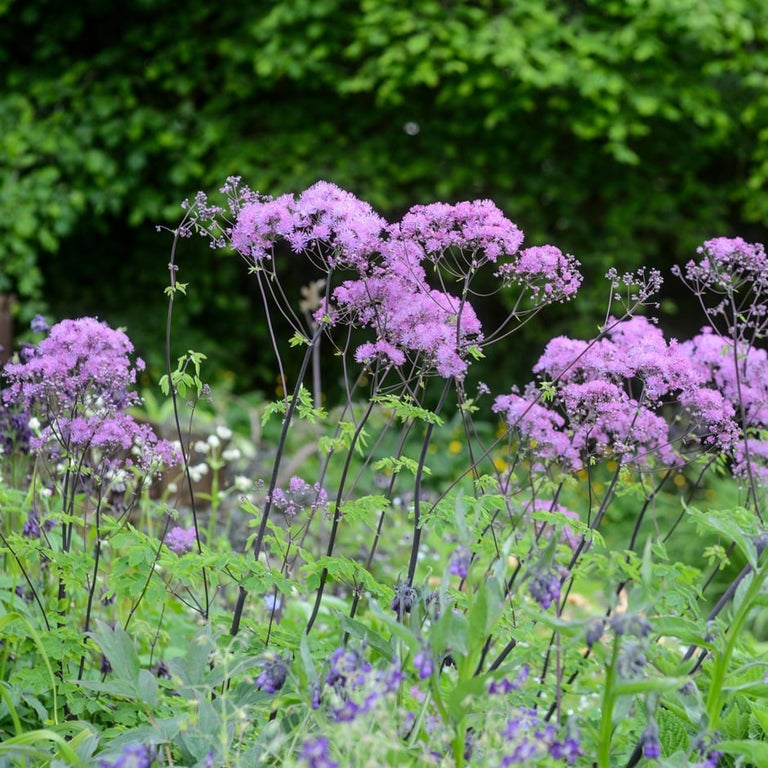 Plants for damp shade with flower & foliage interest
