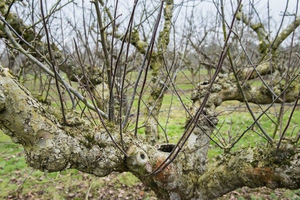 Heavy pruning stimulated growth of numerous watershoots ©911±¬ÁÏ\Jonna Kossak