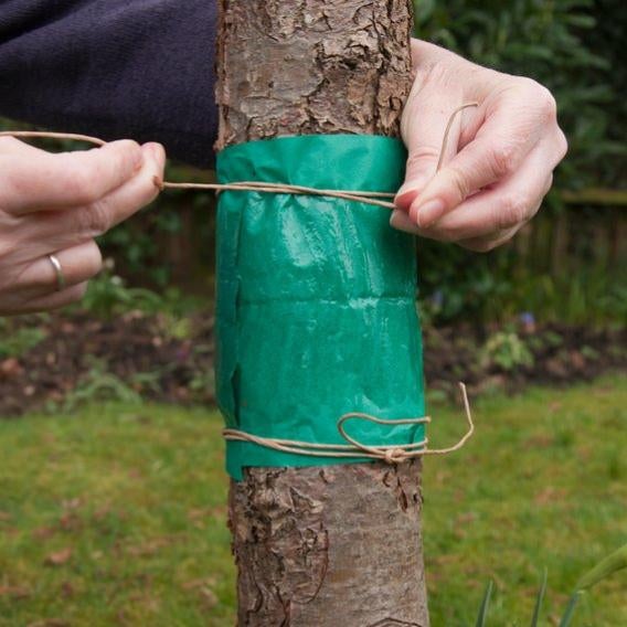 Grease bands and tree barrier glues