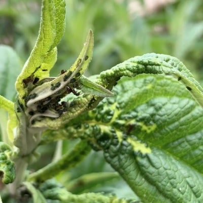 Aphid on buddleja leaves near growing tip. Credit R. Robinson/911±¬ÁÏ