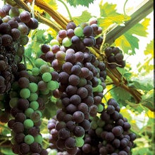 Rod and spur trained grapevines should produce a good crop