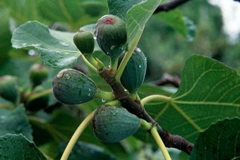 How to grow figs