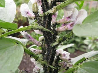 Blackfly (Black Bean Aphid) 